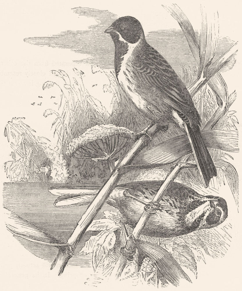 BIRDS. Passerine. Bunting. Reed c1870 old antique vintage print picture